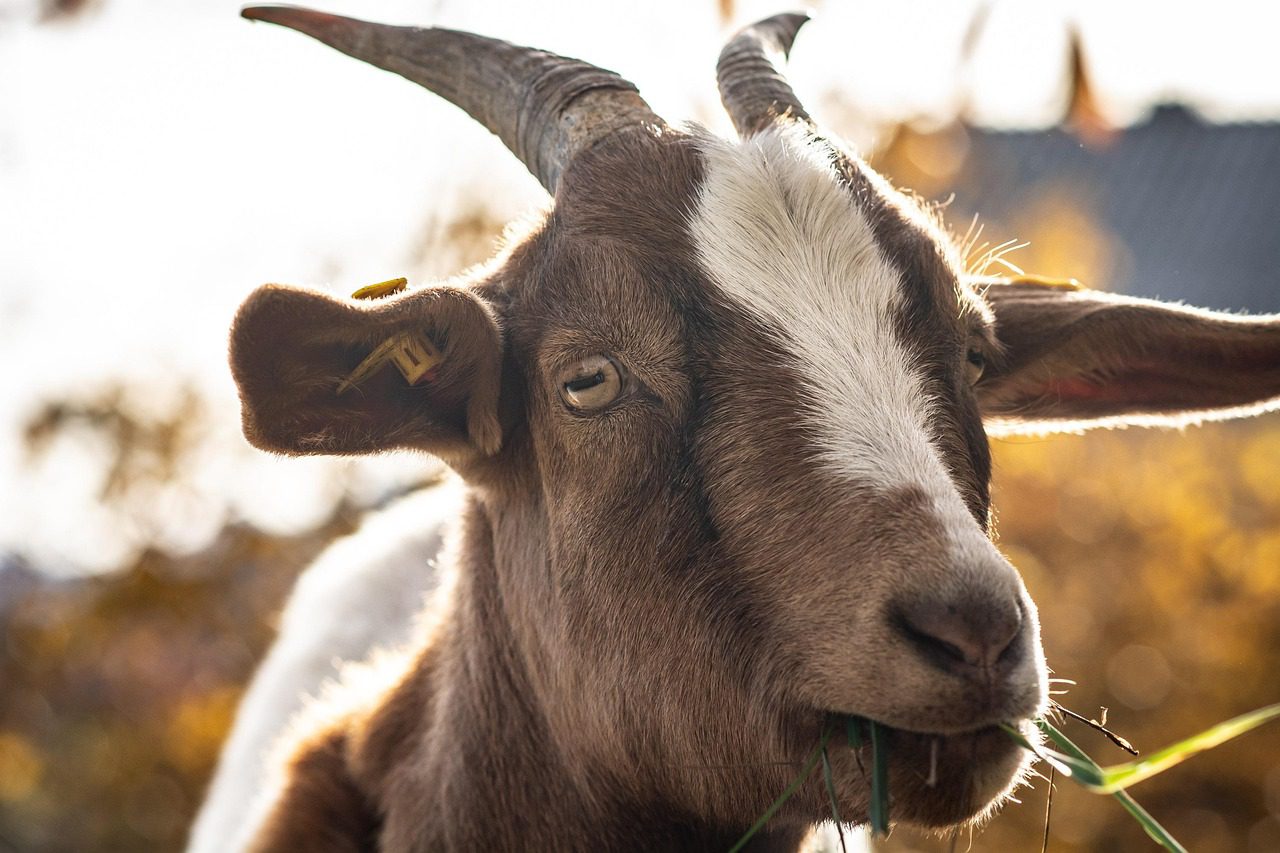 animal, goat, mammal, livestock, farm, species, nature, fauna
